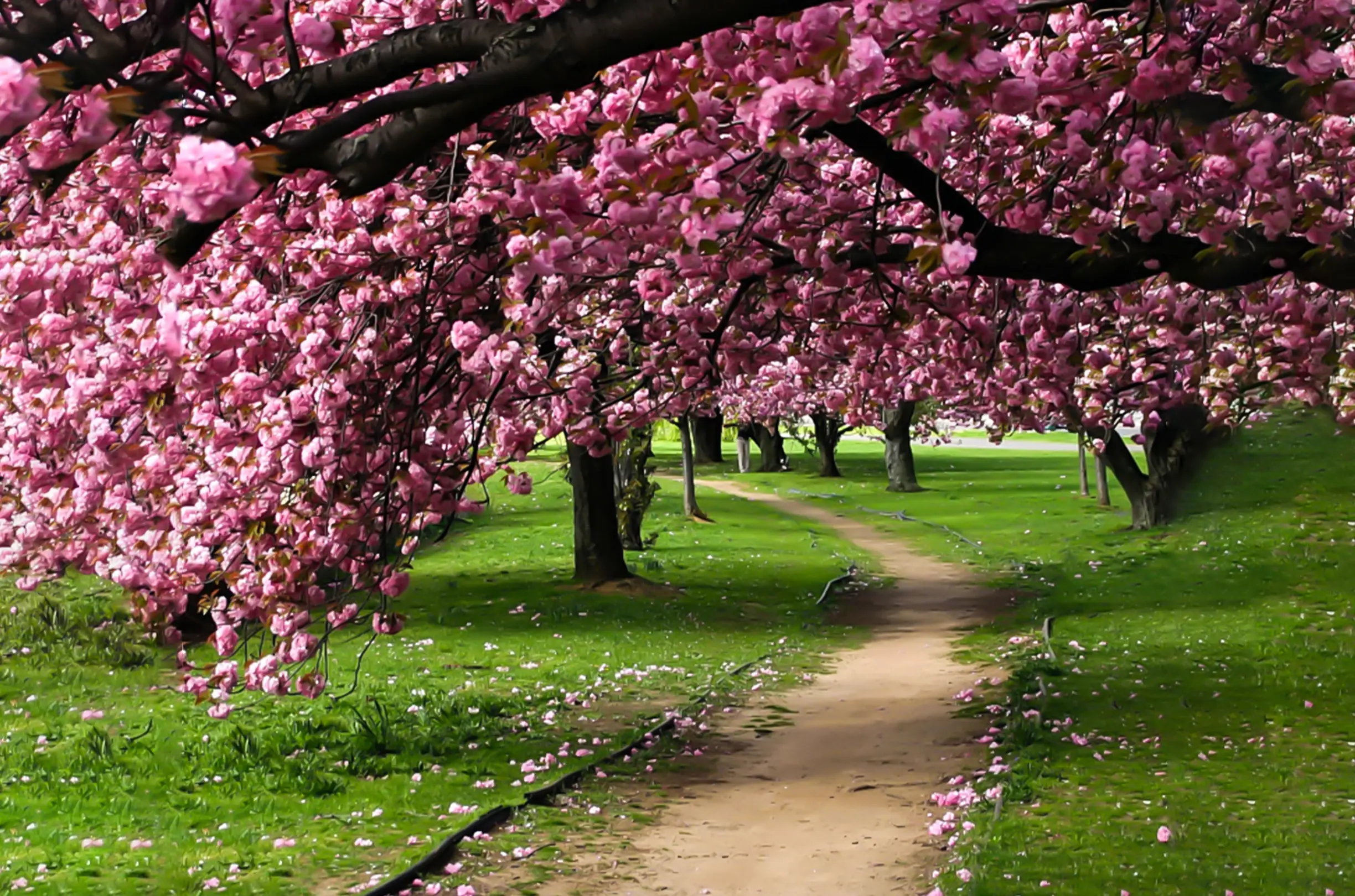 9 Days Trip to Meghalaya - Cherry Blossom Special